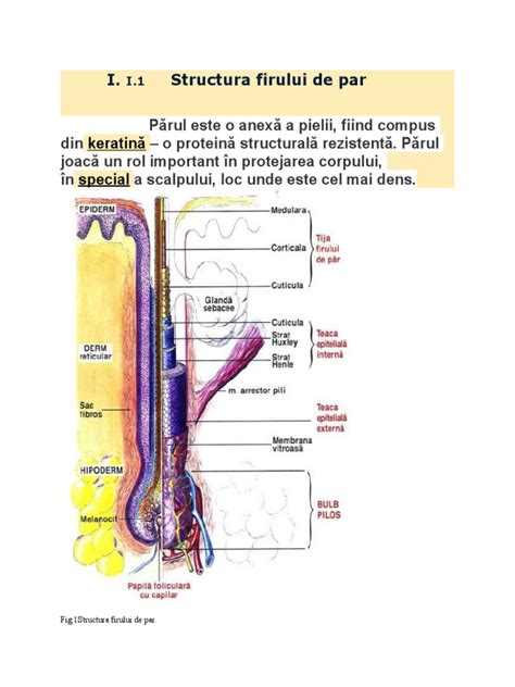 analiza firului de par|Firul de par: structura, compozitie chimica, cadere si diagnostic